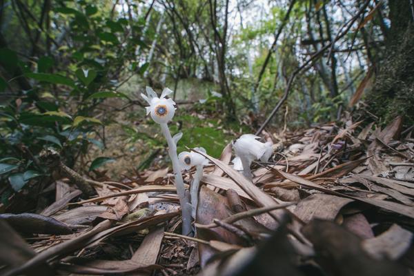 生机盎然：植物与僵尸共筑和谐花园